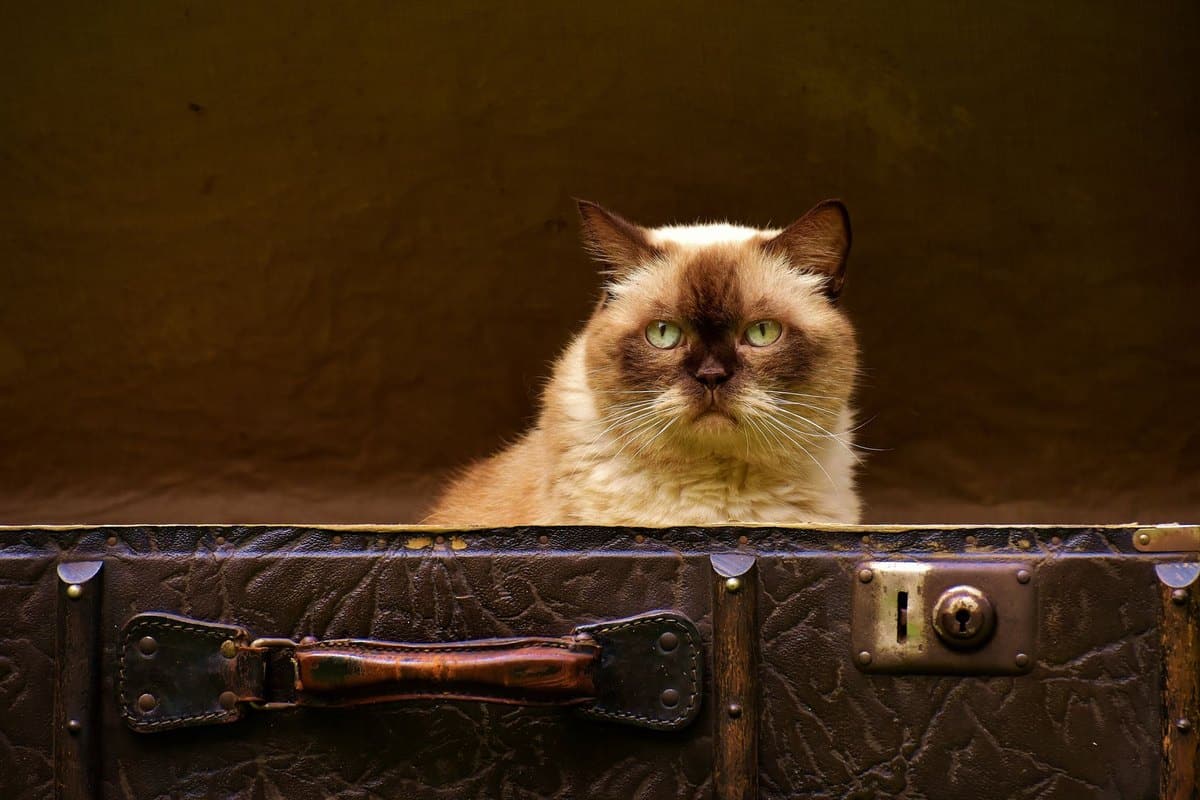 Senior Katze Ratgeber, alles für deine alte Katze – go4vet