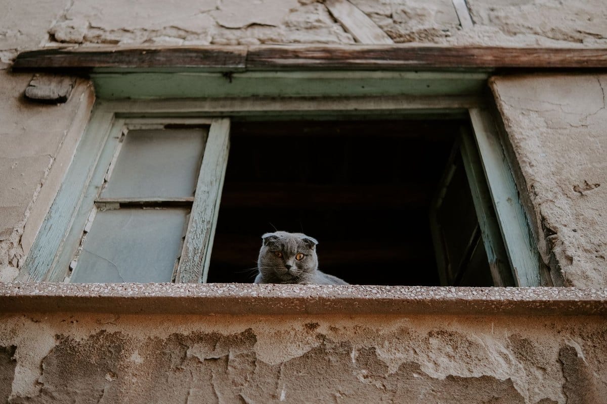 Senior Katze Ratgeber, alles für deine alte Katze – go4vet