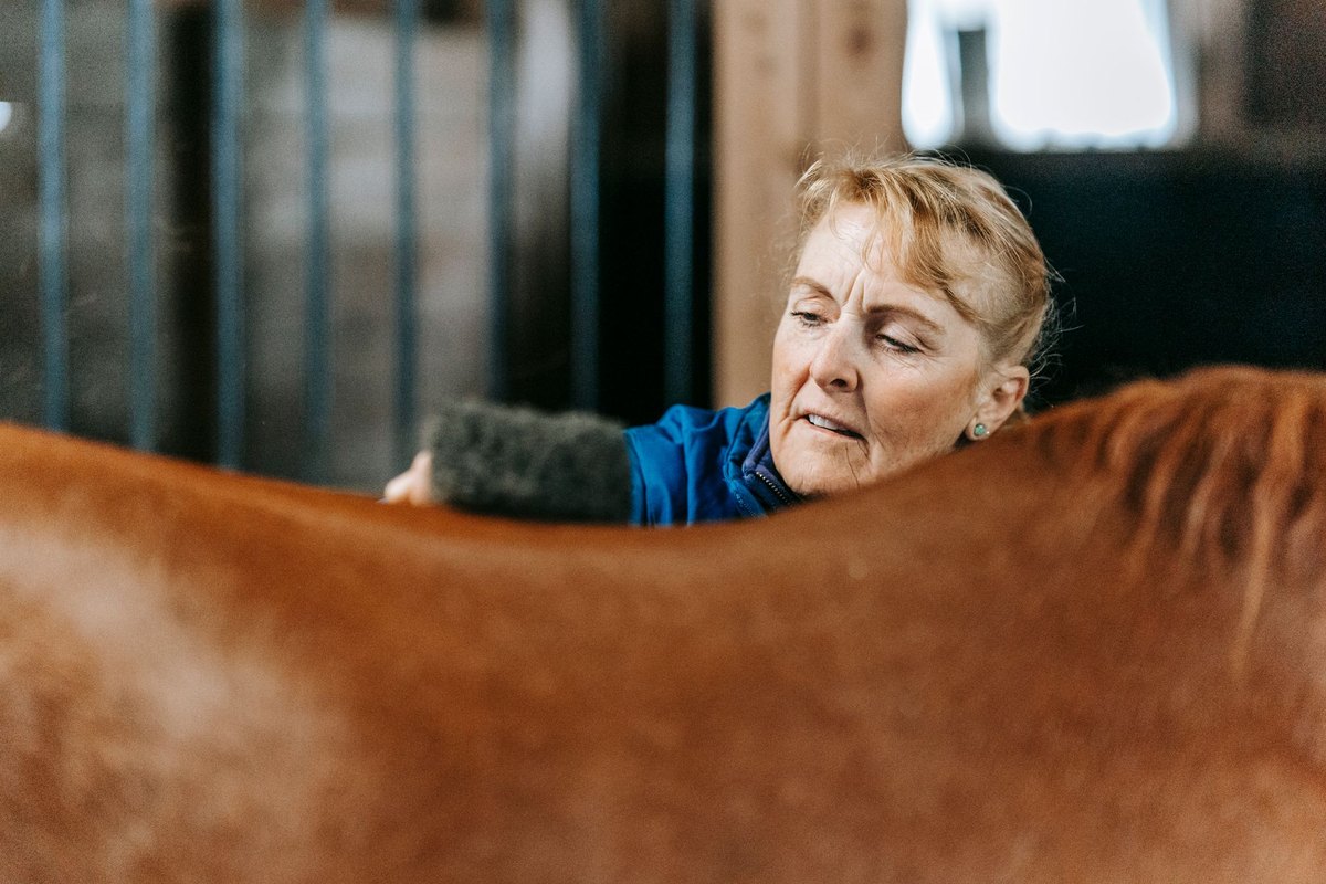 Senior-Pferd: Bewegung im Alter — was geht, was schadet – go4vet