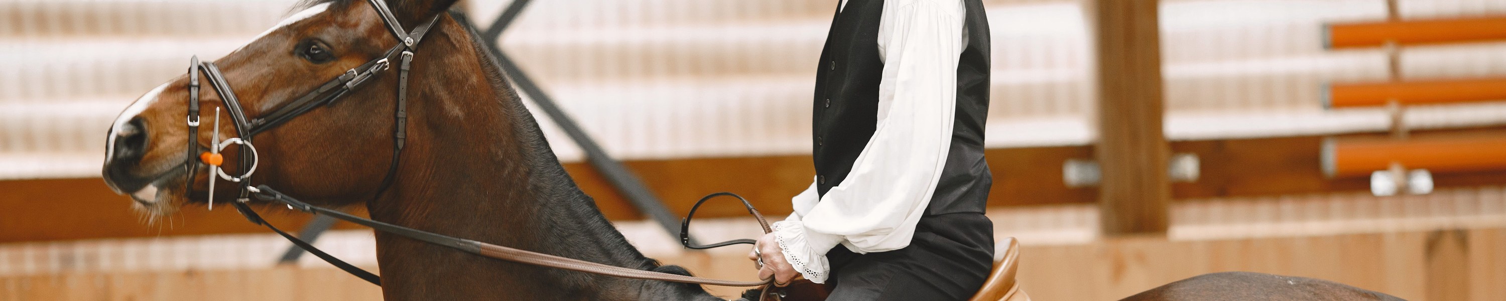 Senior Pferd Ratgeber, alles für dein altes Pferd