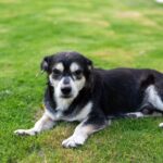 Seniorenfutter für Hunde