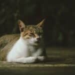 Seniorenfutter für Katzen: Was alte Tiere brauchen
