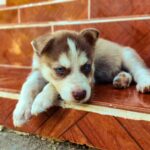 Siberian Husky