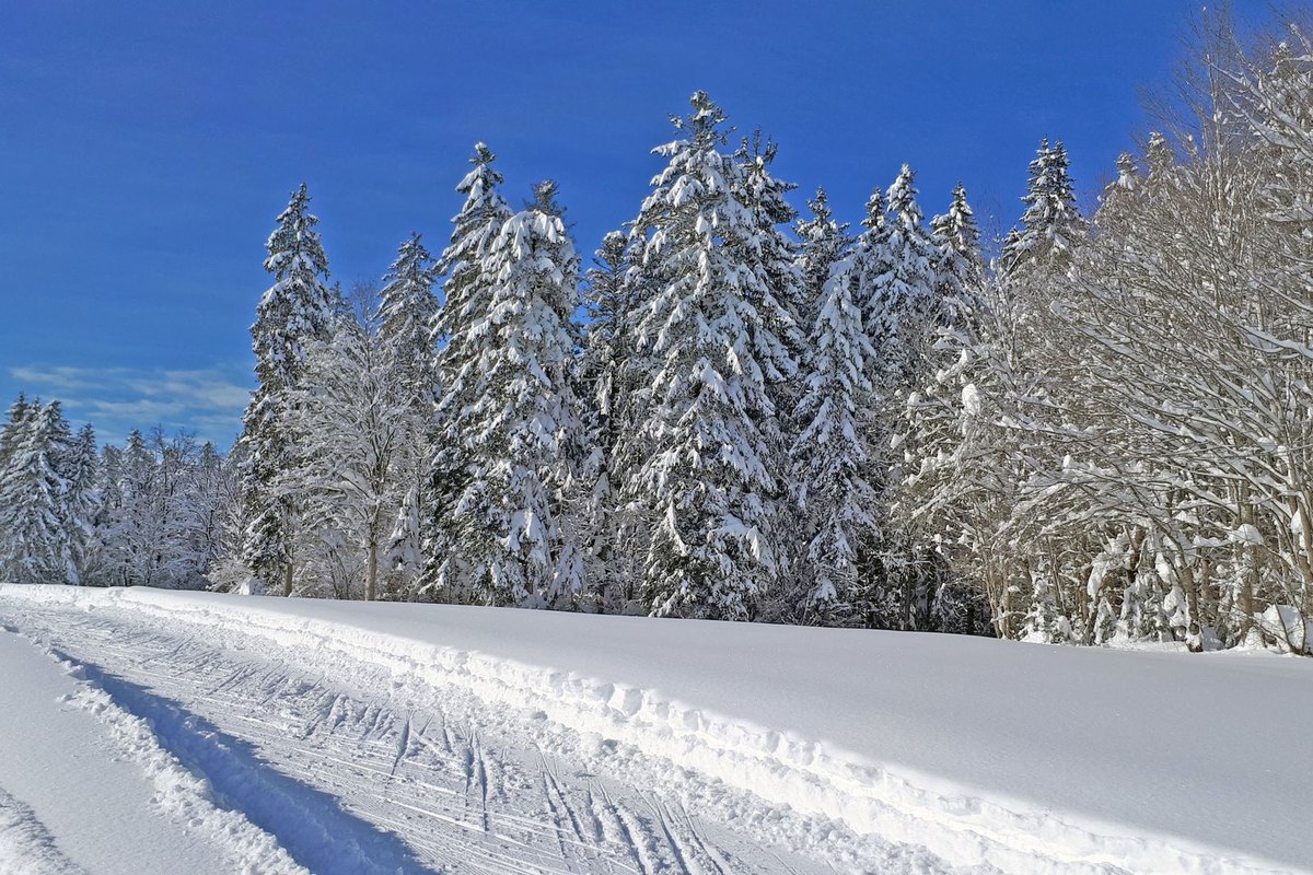 Winterurlaub mit Hund: Schnee, Skigebiet und Winterwandern – go4vet