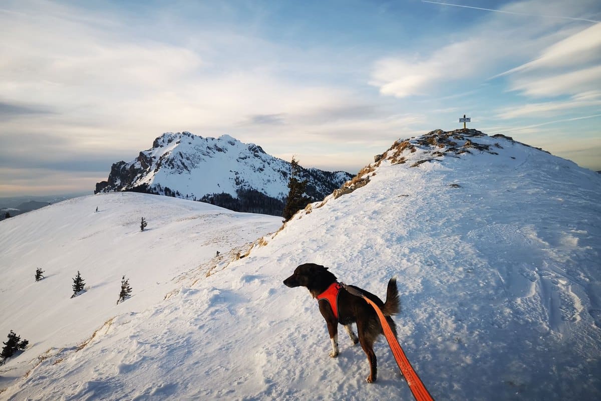 Winterurlaub mit Hund: Schnee, Skigebiet und Winterwandern – go4vet
