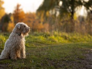 Soft Coated Wheaten Terrier