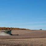 Soja in der Pferdefütterung: Nutzen, Risiken, Alternativen