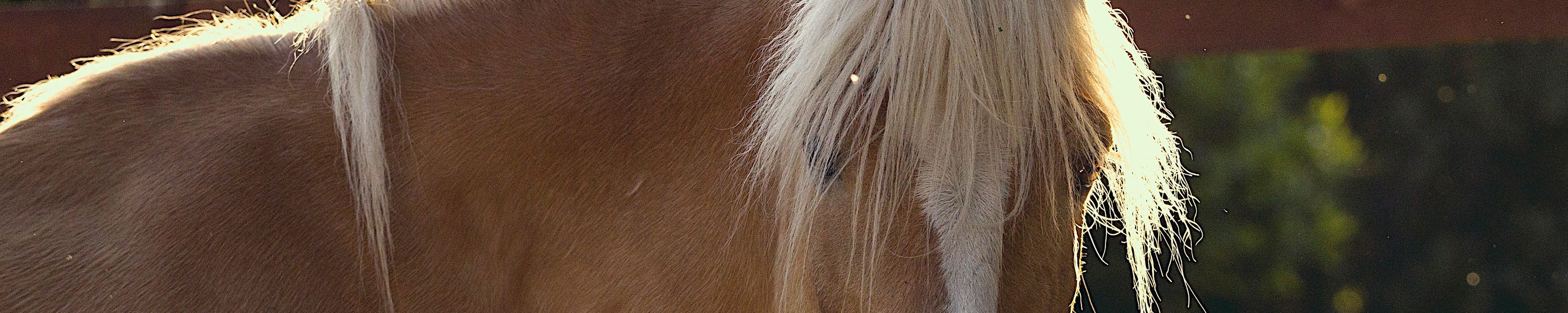 Sommerekzem beim Pferd: Schutz, Therapie und Hyposensibilisierung