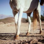 Spat beim Pferd: Sprunggelenks-Arthrose erkennen und behandeln