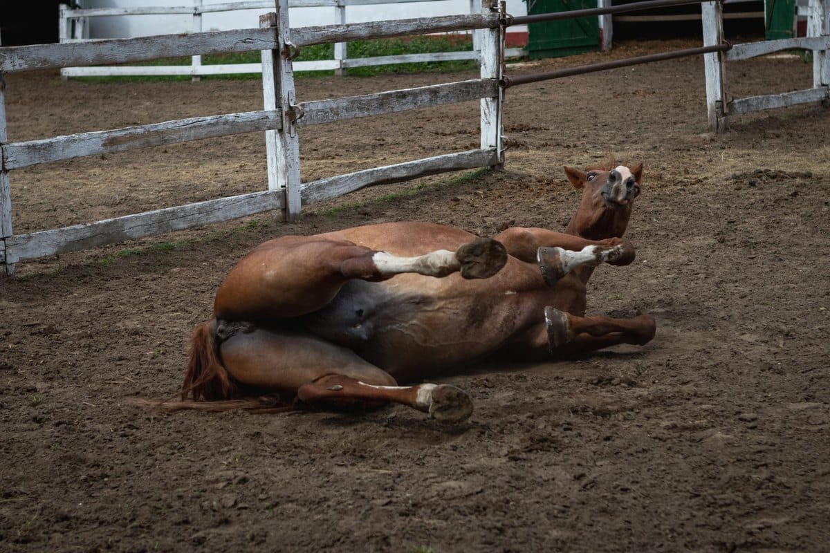 Spat beim Pferd: Sprunggelenks-Arthrose erkennen und behande – go4vet