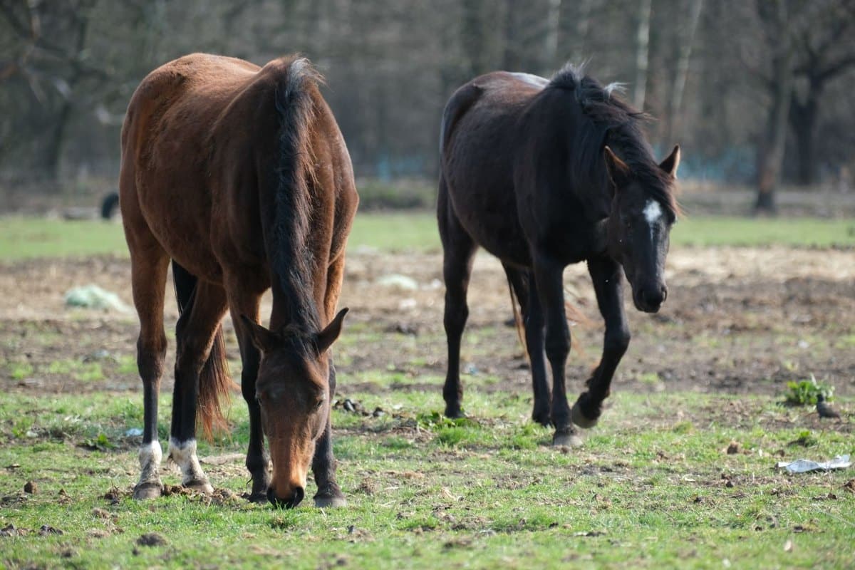 Spat beim Pferd: Sprunggelenks-Arthrose erkennen und behande – go4vet