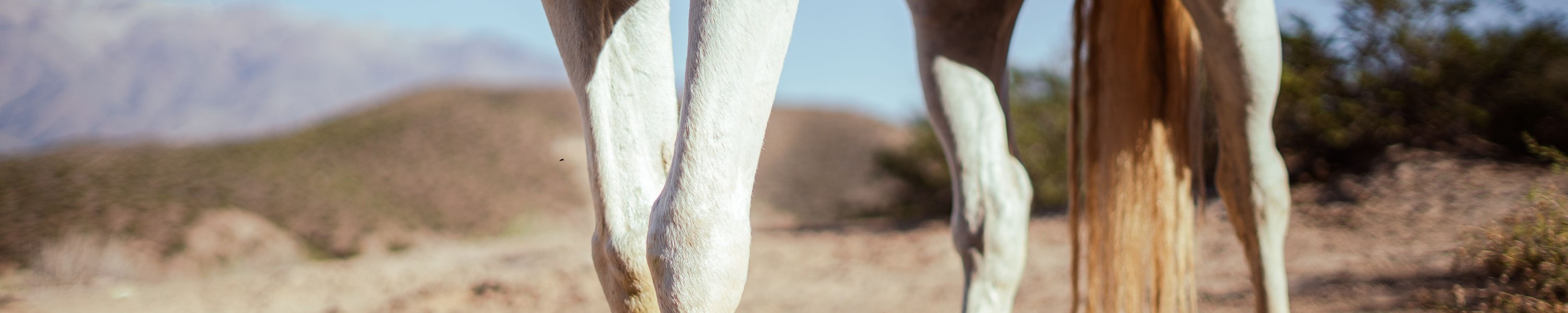 Spat beim Pferd: Sprunggelenks-Arthrose erkennen und behandeln