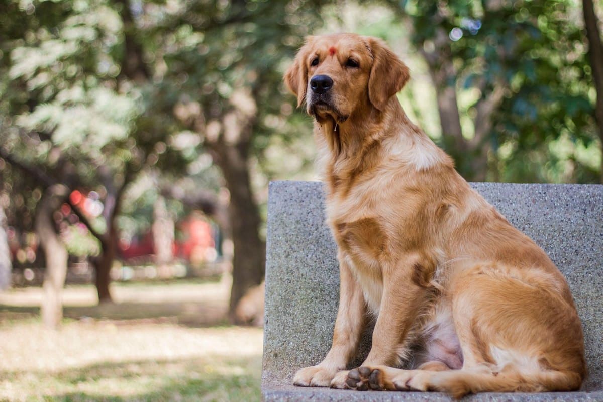 Spinone Italiano – go4vet