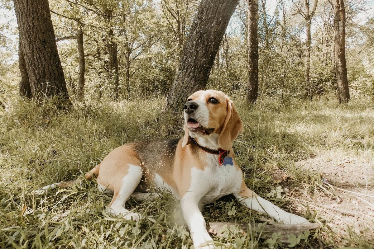 Spinone Italiano – go4vet
