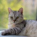 Splenomegalie Katze