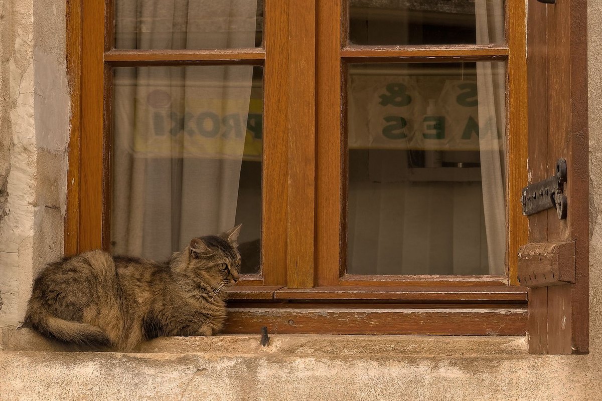 Splenomegalie Katze – go4vet