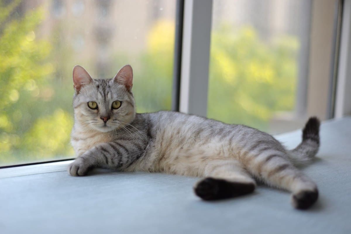 Splenomegalie Katze – go4vet