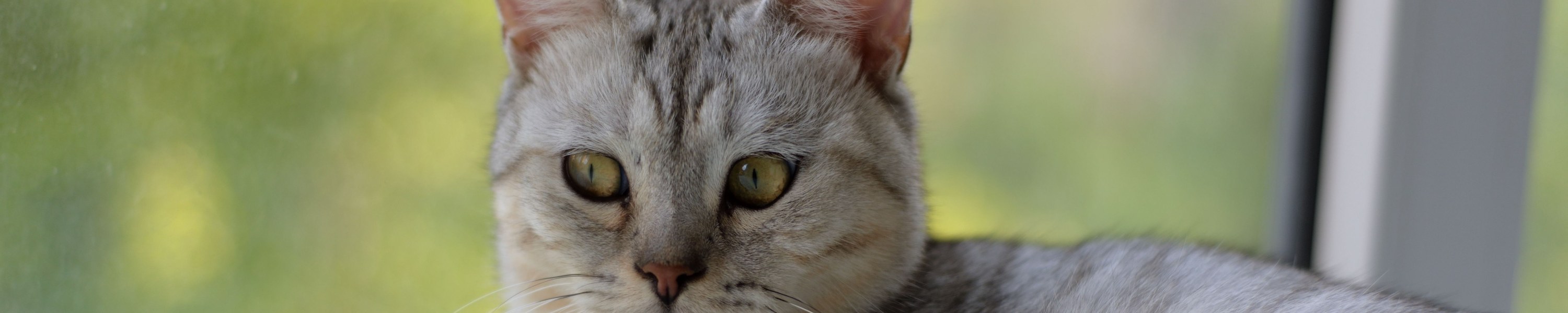 Splenomegalie Katze