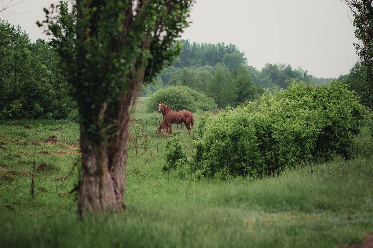 Spondylose beim Pferd: Diagnose, Therapie und Reitbarkeit – go4vet