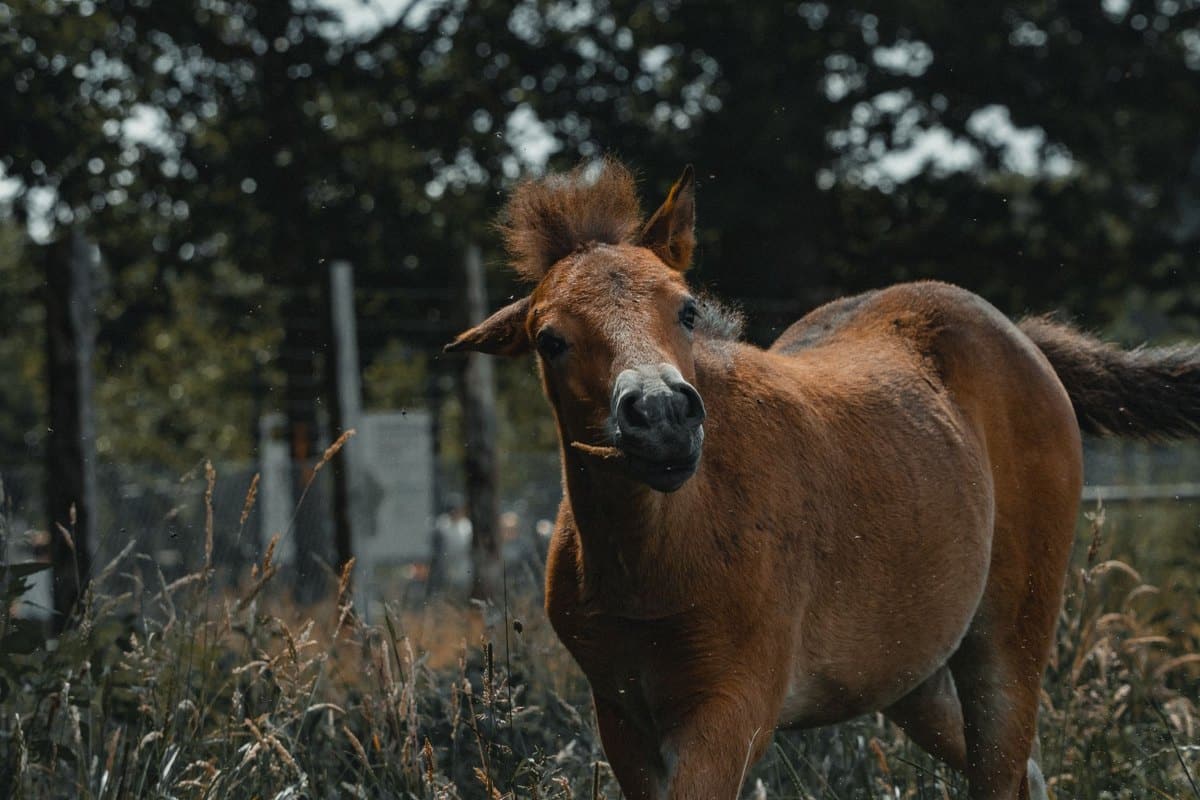 Spondylose beim Pferd: Diagnose, Therapie und Reitbarkeit – go4vet