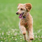 Spulwürmer beim Hund