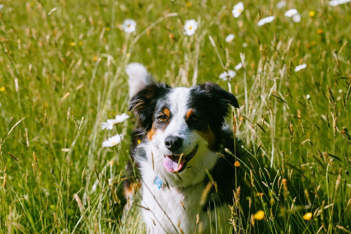 Spulwürmer beim Hund – go4vet