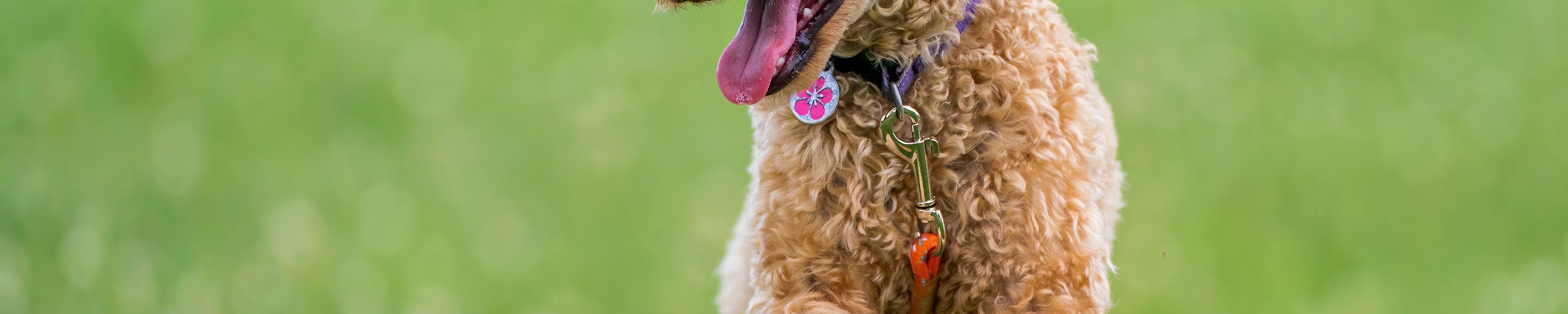 Spulwürmer beim Hund