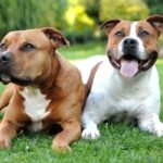 Staffordshire Bullterrier
