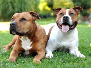 Staffordshire Bullterrier
