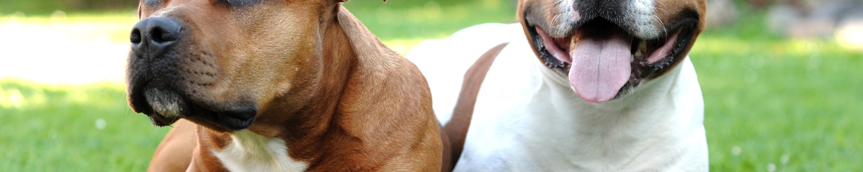 Staffordshire Bullterrier
