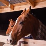 Stallklima beim Pferd: Temperatur, Luft, Licht, Lärm