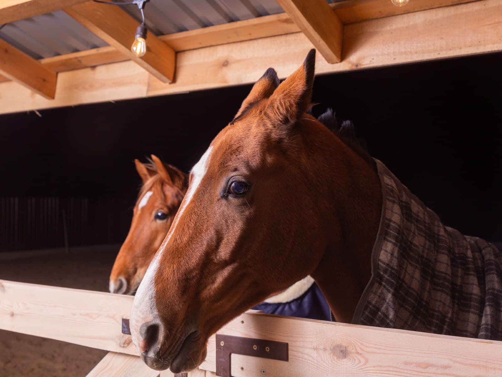 Stallklima beim Pferd: Temperatur, Luft, Licht, Lärm