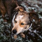Staupe beim Hund