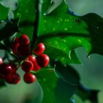 Stechpalme giftig: Weihnachtsschmuck als Gefahr!