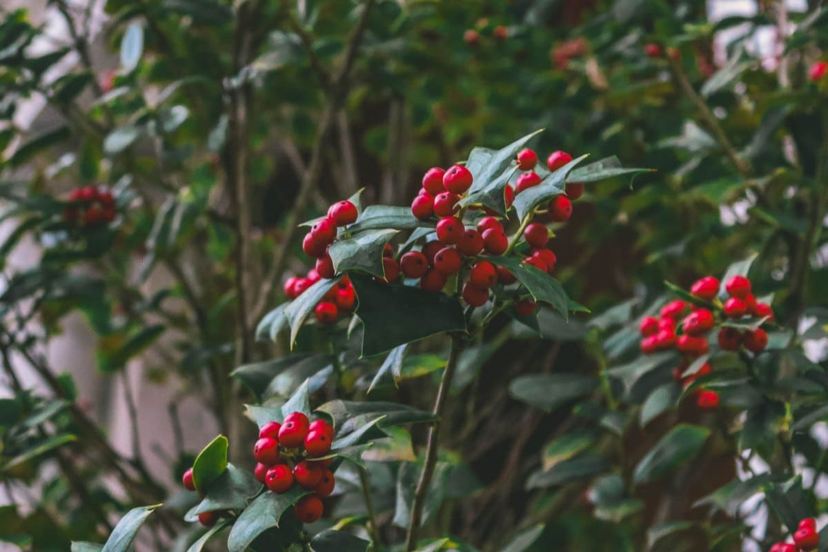 Stechpalme giftig: Weihnachtsschmuck als Gefahr! – go4vet