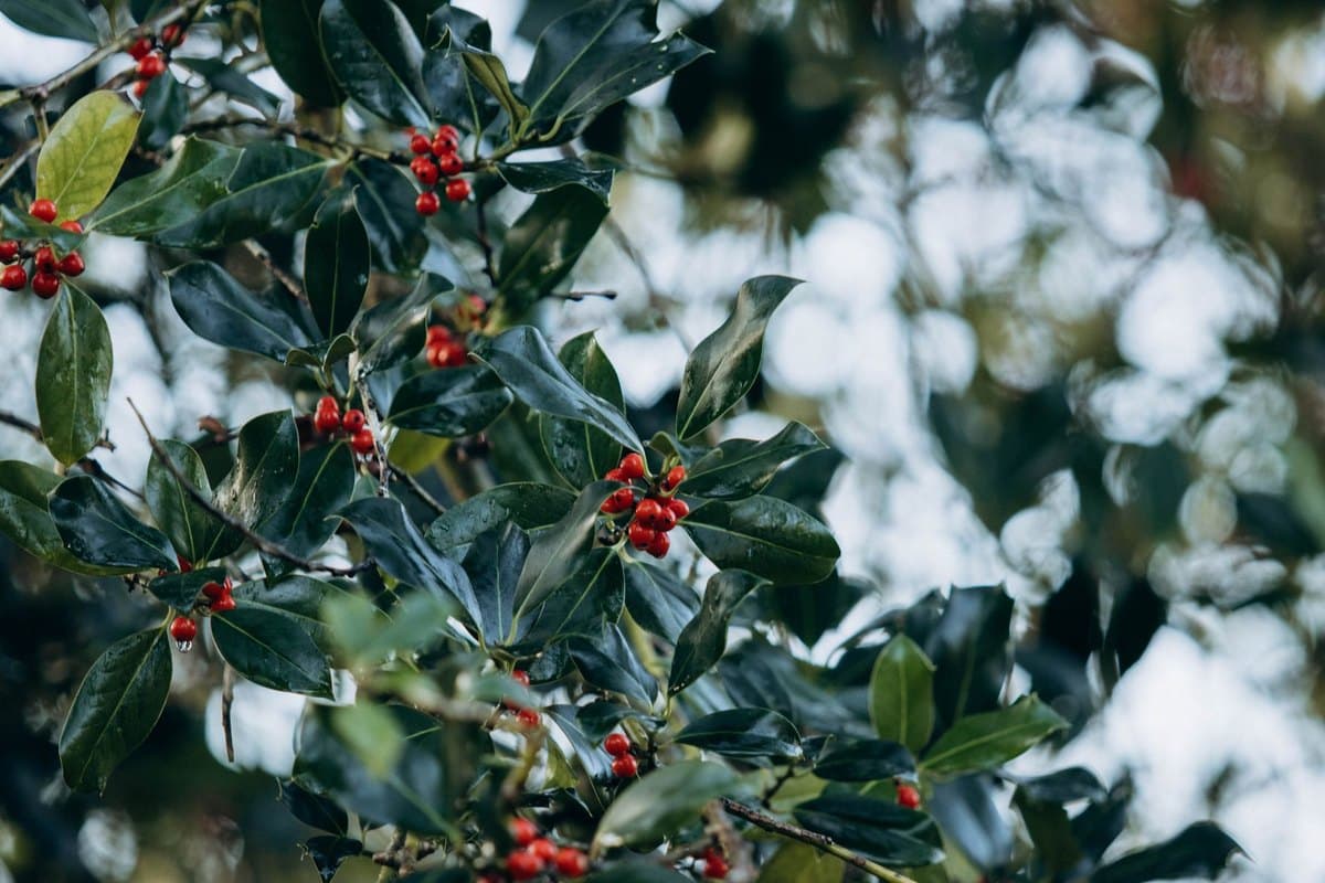 Stechpalme giftig: Weihnachtsschmuck als Gefahr! – go4vet