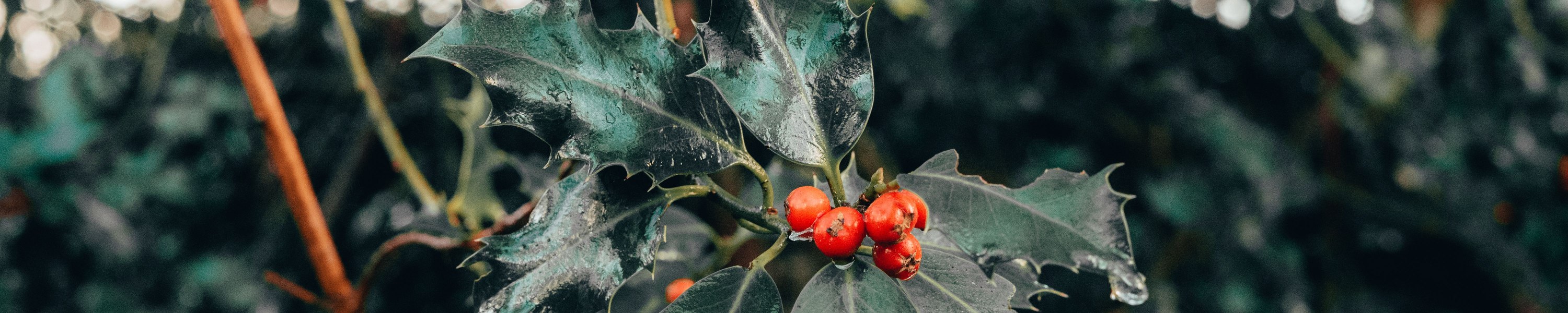 Stechpalme giftig: Weihnachtsschmuck als Gefahr!