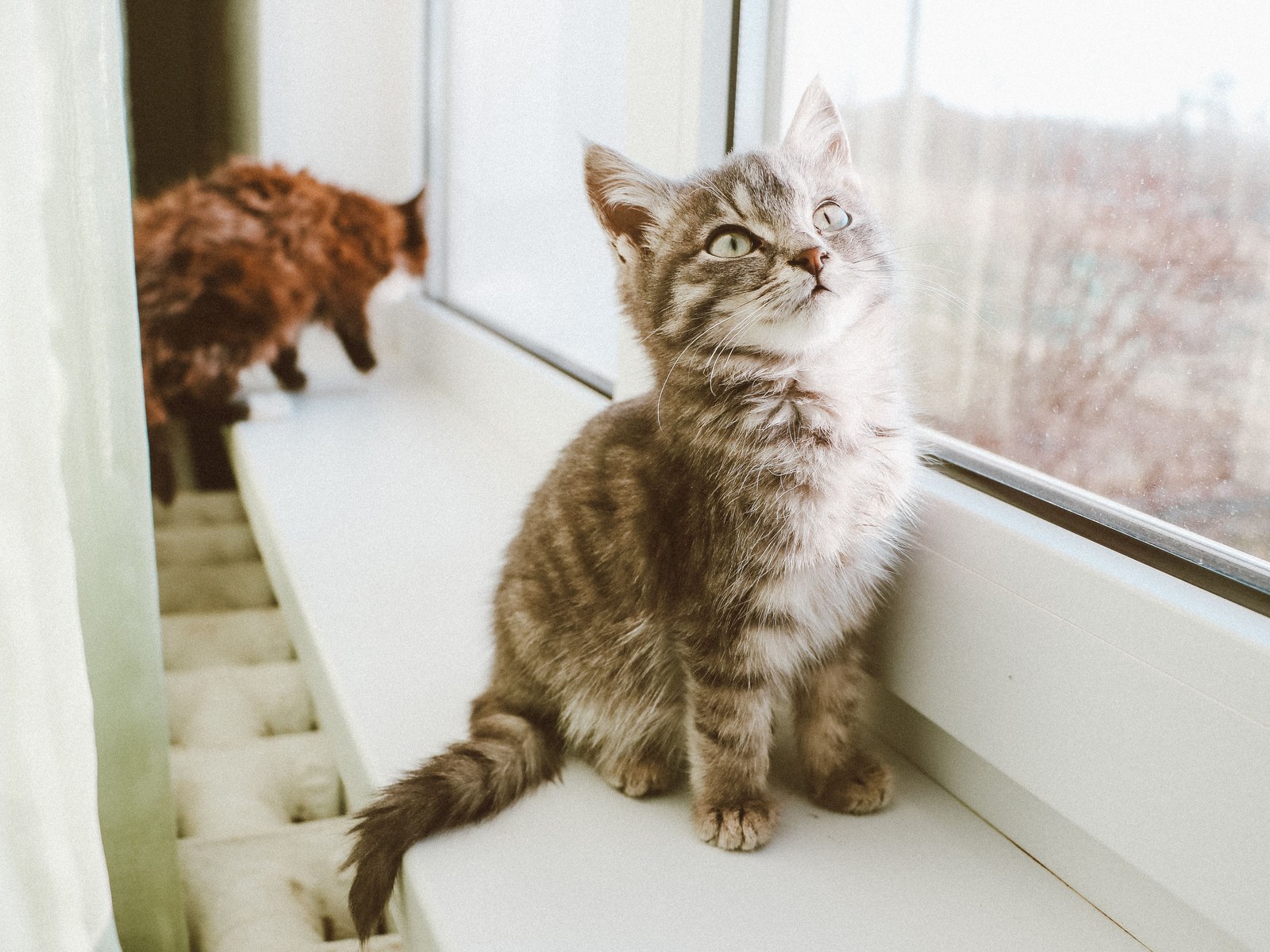 Sterbephasen Katze