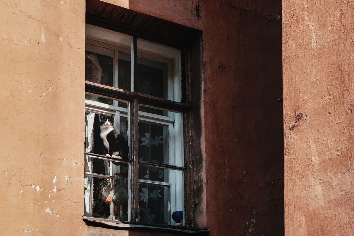 Sterbephasen Katze – go4vet