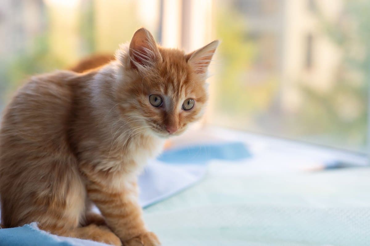 Sterbephasen Katze – go4vet