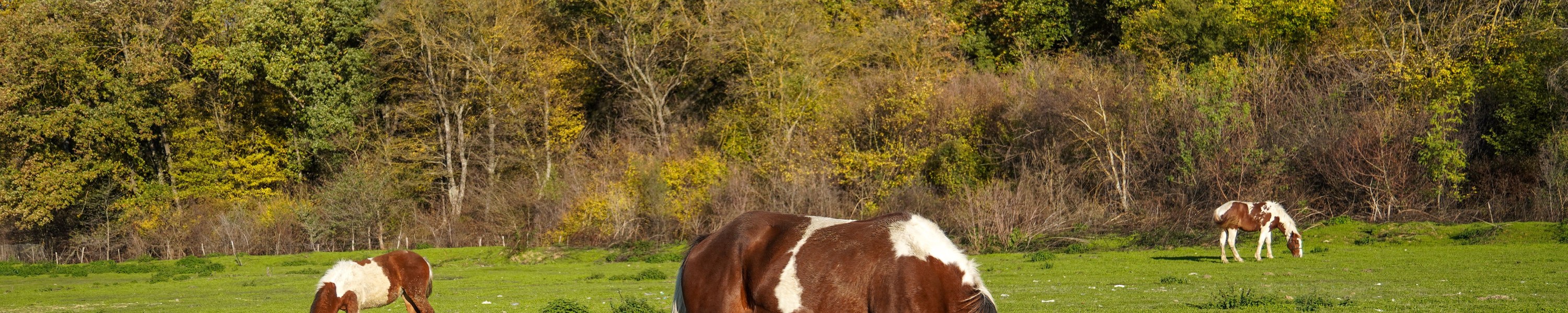 Stoffwechselstörung Pferd