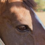 Strahlfäule beim Pferd: Symptome, Behandlung und Vorbeugung