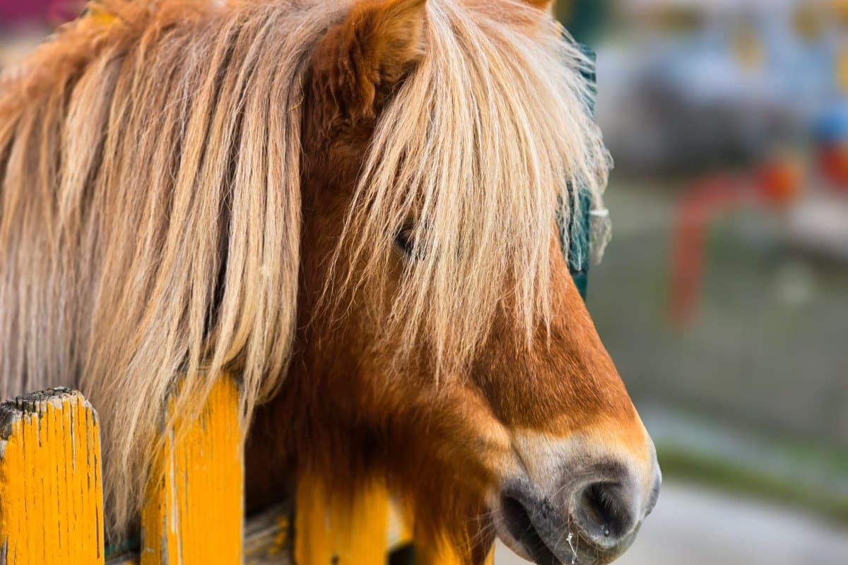 Strahlfäule beim Pferd: Symptome, Behandlung und Vorbeugung – go4vet