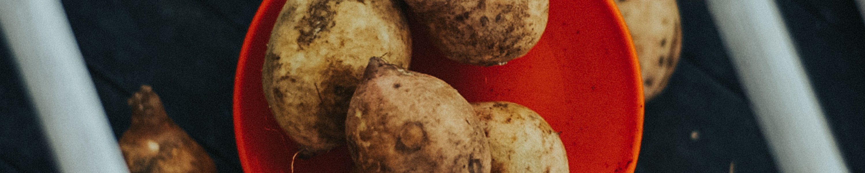 Süßkartoffel für Hunde: Giftig oder gesund?