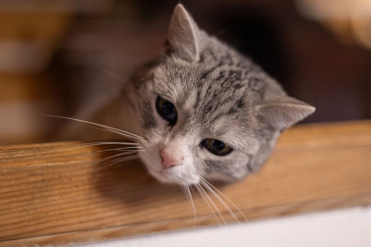 Syringomyelie Katze – go4vet