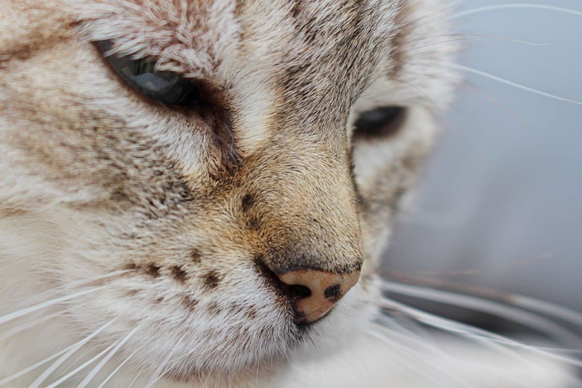 Syringomyelie Katze – go4vet