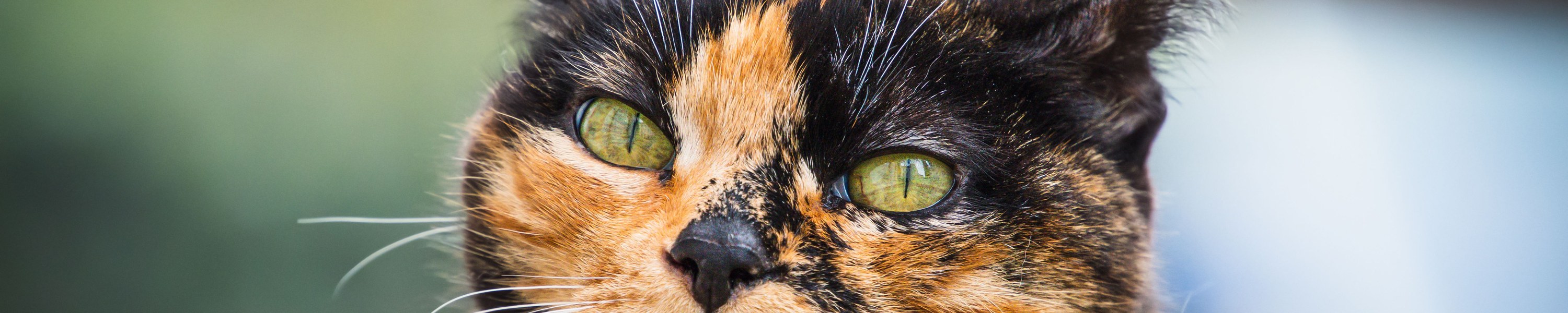 Syringomyelie Katze