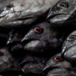 Thunfisch für Hunde: Giftig oder erlaubt?
