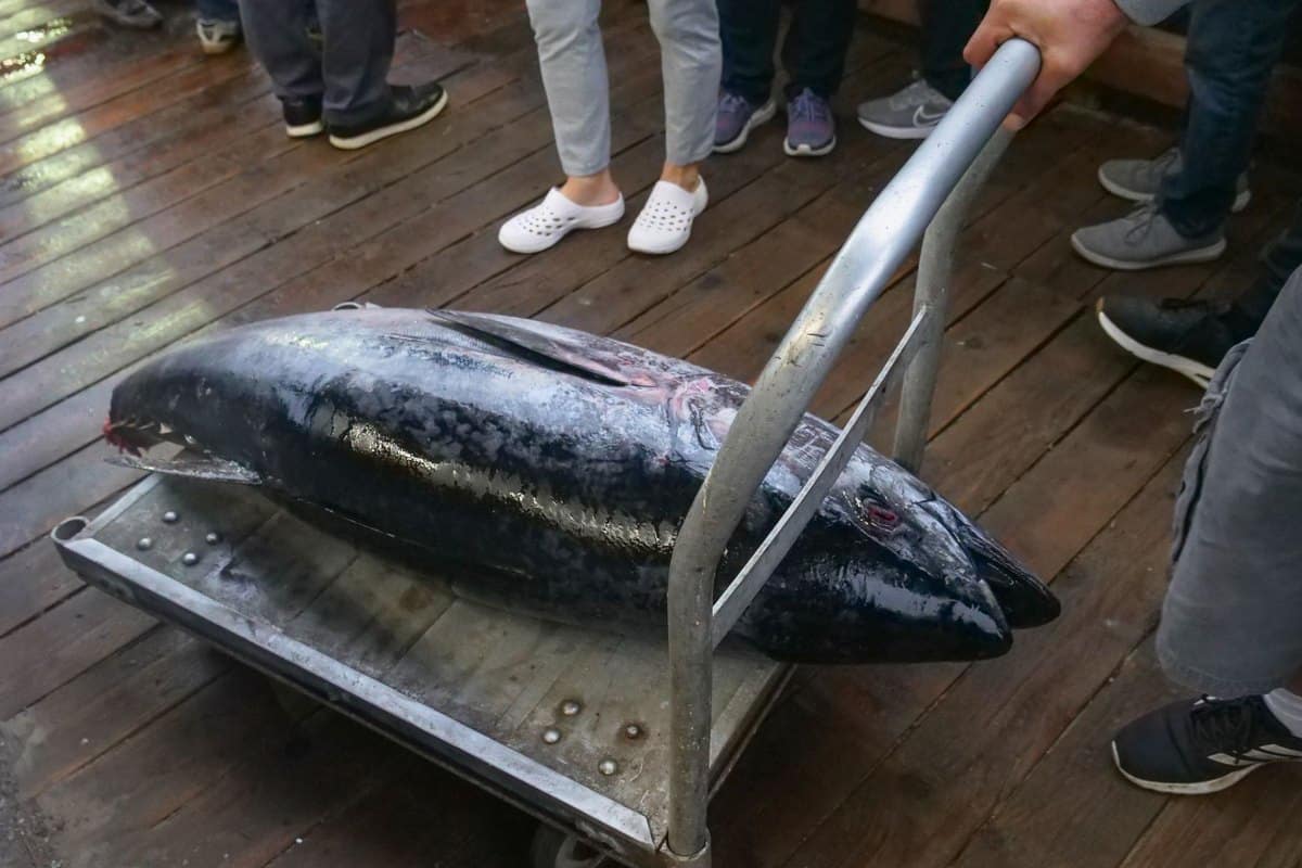 Thunfisch für Hunde: Giftig oder erlaubt? – go4vet