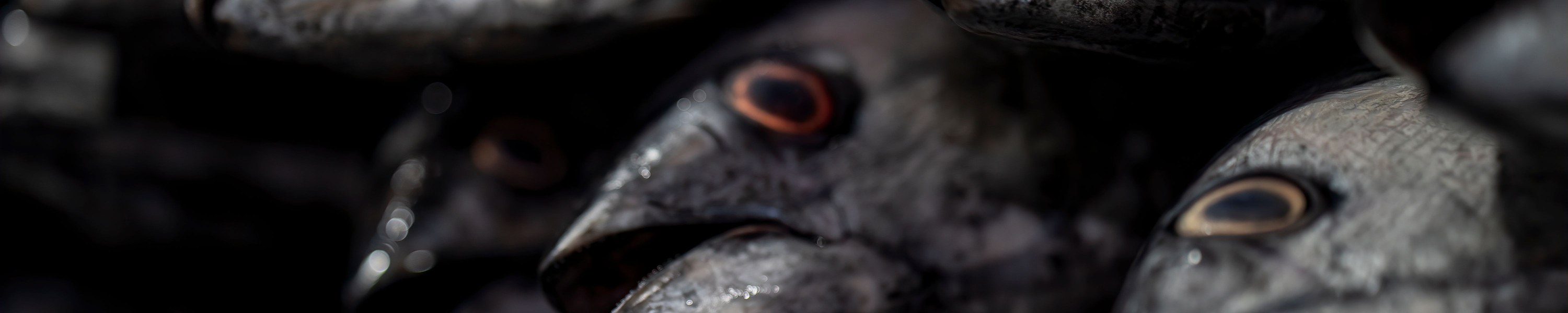 Thunfisch für Hunde: Giftig oder erlaubt?
